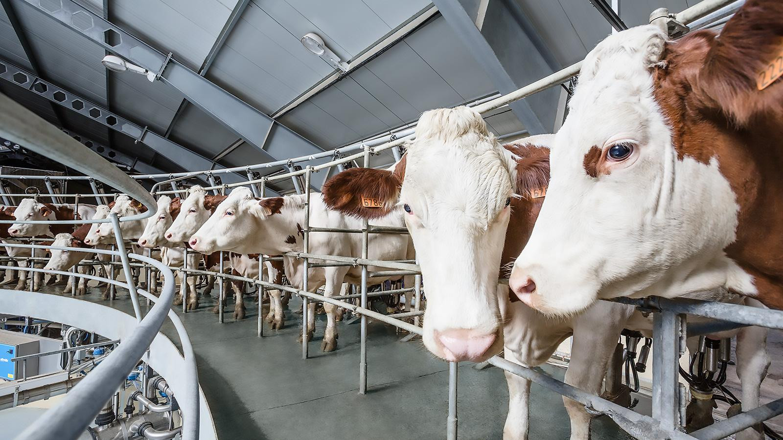 Инвестиционное предложение строительство молочной фермы крупного рогатого скота